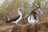 Blue-footed Booby